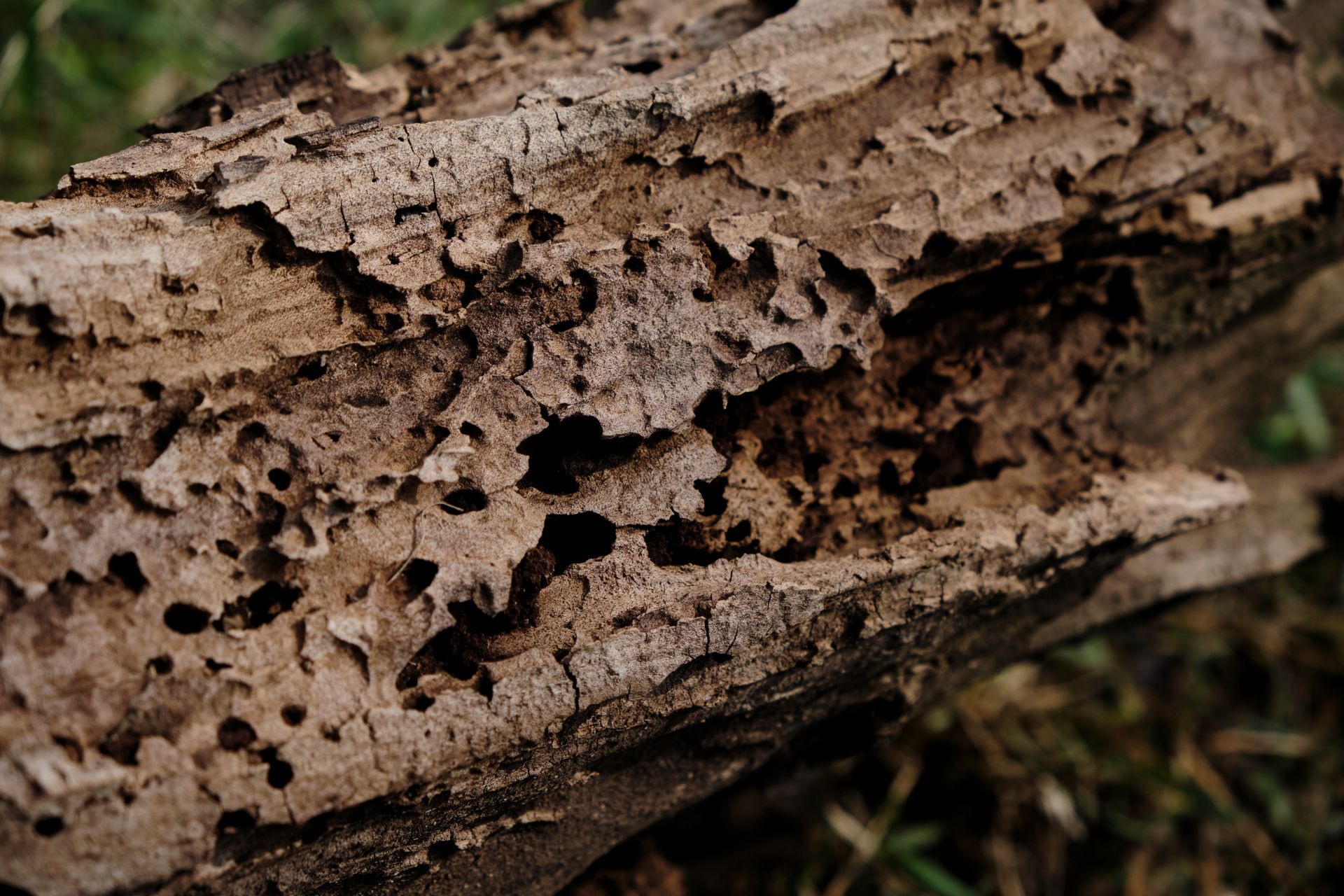 Detailed view of a weathered tree trunk with natural holes and rough texture.