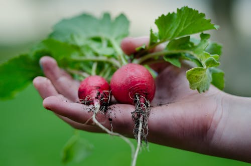 Person Showing Two Beetroots
