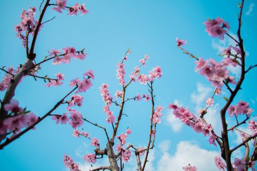 Free Beautiful cherry blossoms reach towards a clear blue sky, showcasing spring's vibrant beauty. Stock Photo