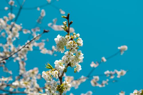 Free Close-up of cherry blossoms in bloom with a vibrant blue sky background, capturing the essence of early spring. Stock Photo