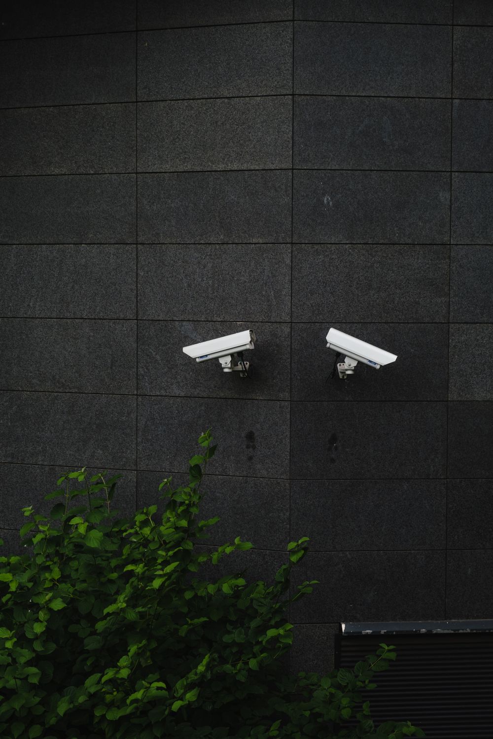Monitoring cameras mounted on a dark garden wall above green plants