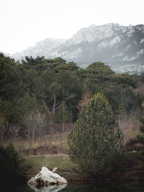 Foto profissional grátis de árvores, cenário, floresta