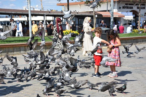 Free stock photo of child, dove, family