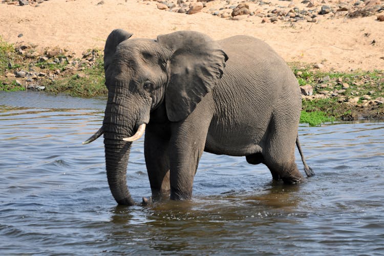 Elephant On Body Of Water