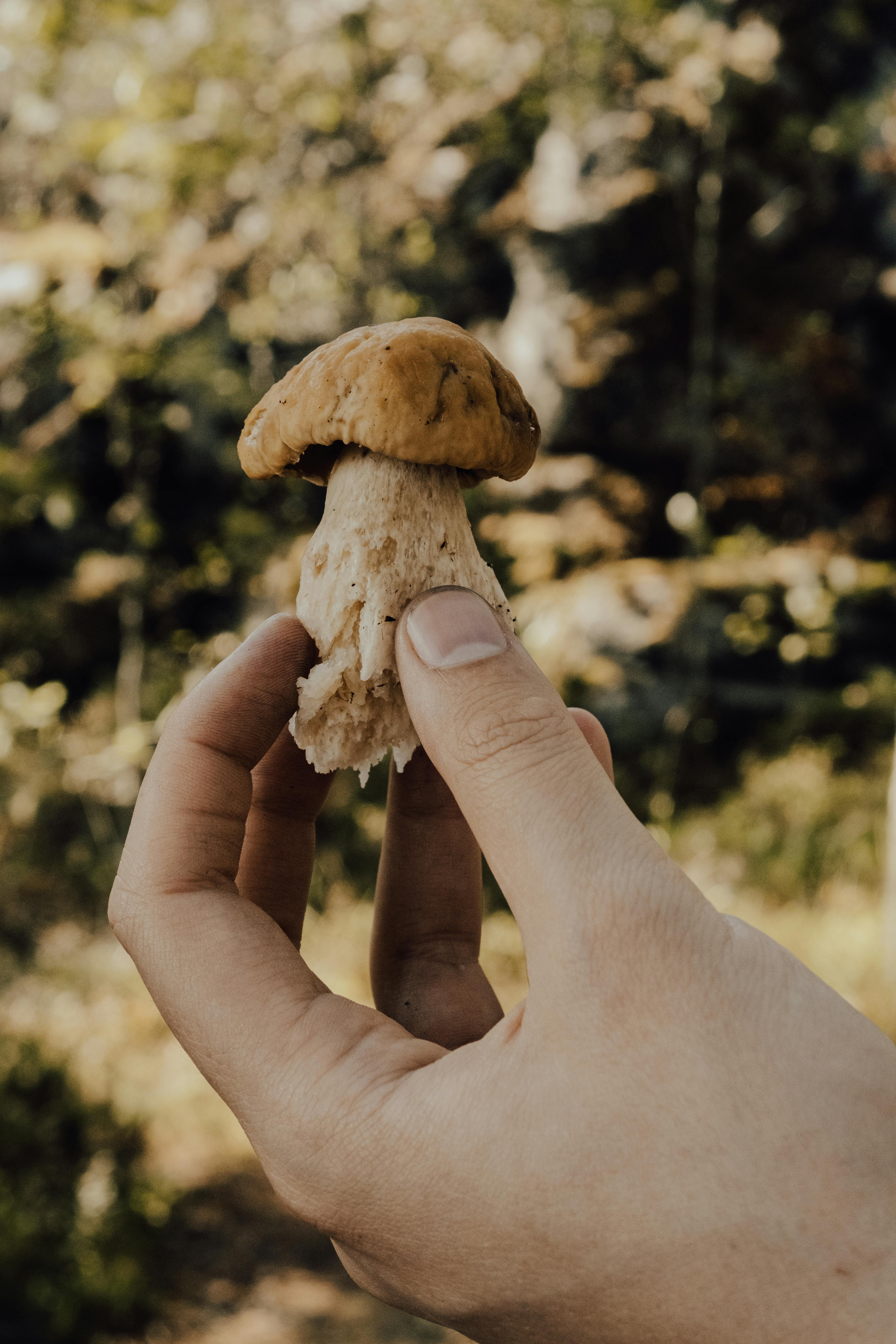 brown mushroom in persons hand