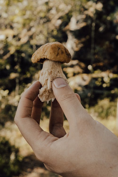 Brown Mushroom in Persons Hand