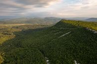 An Aerial Shot of a Forestland