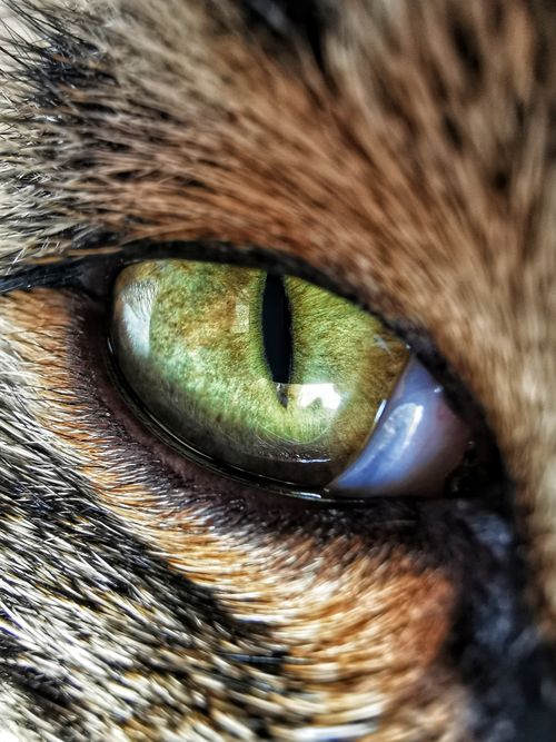 Free Captivating macro shot of a cat's vivid green eye, highlighting intricate details. Stock Photo
