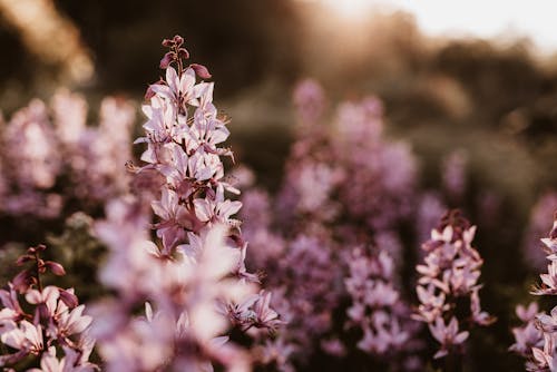 Δωρεάν στοκ φωτογραφιών με dikamnus albus, ανθίζω, λουλούδια