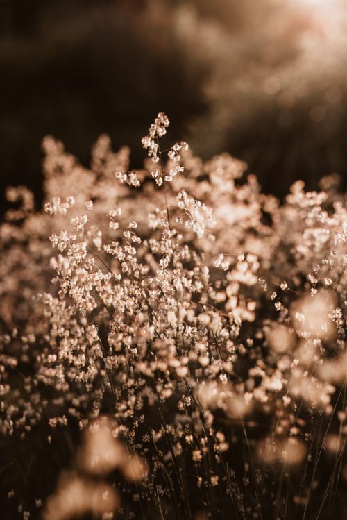Free Captivating close-up of blooming babys breath in soft light, ideal for nature themes. Stock Photo