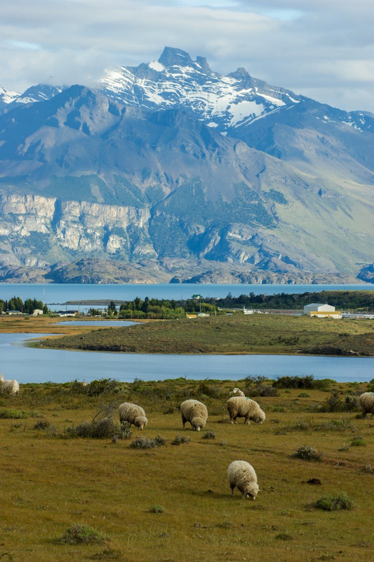 A Flock Of Sheep Eating Green Grass Near The Lake 