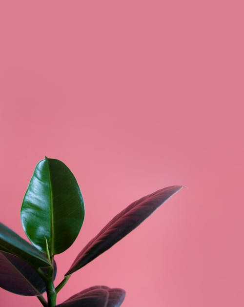 特写, 粉紅色背景, 綠色植物 的 免费素材图片