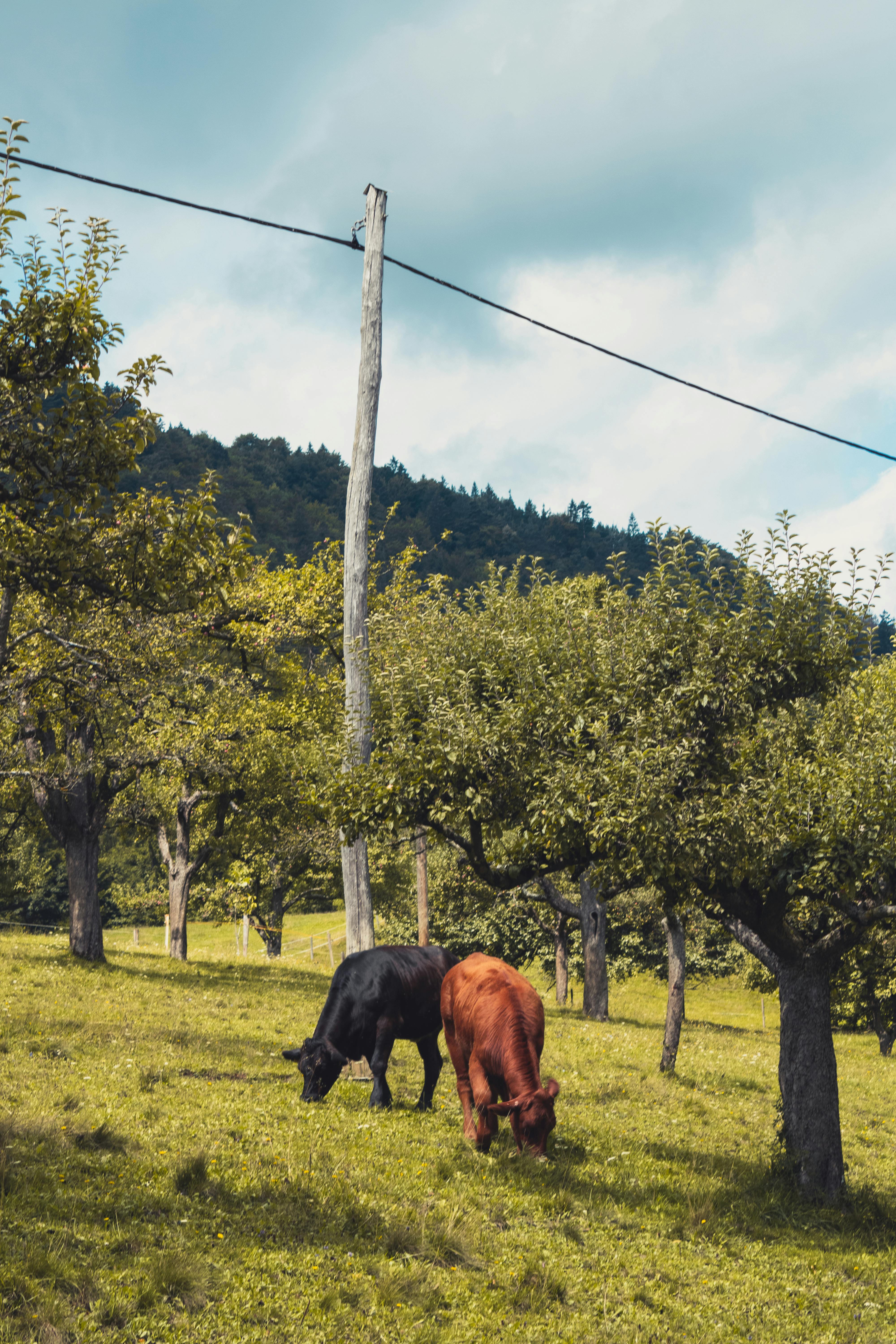 What happens if you stop eating carbs for a month?