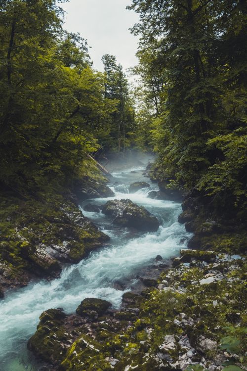 Free Experience the tranquility of a forest stream flowing through Radovljica's lush landscape in Slovenia. Stock Photo