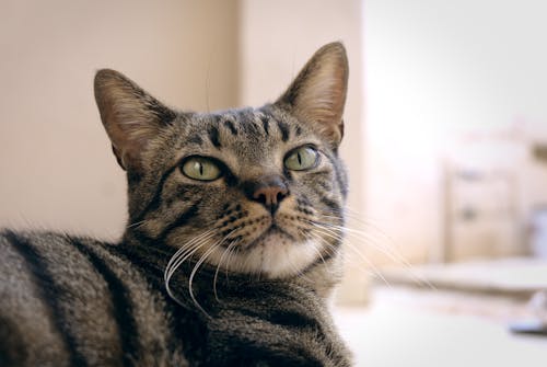 Gray Tabby Cat in Close-Up Photography