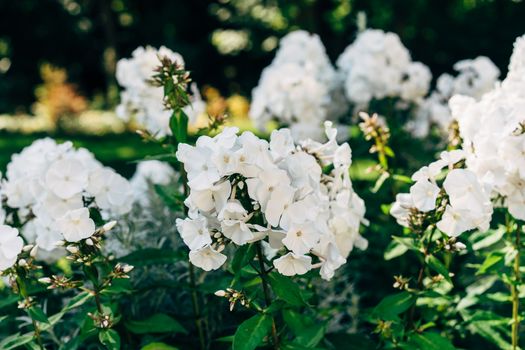 Close-up of blooming white phlox flowers in a lush green garden during daytime.