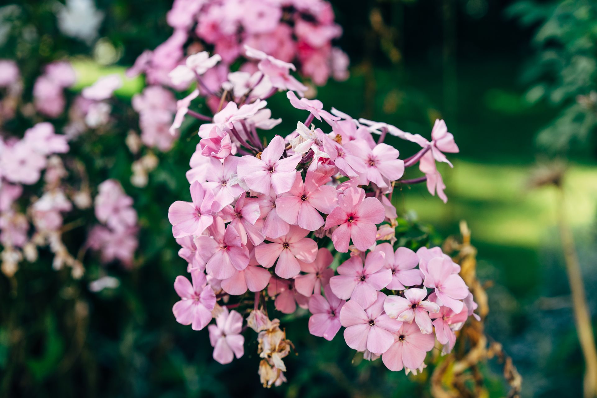 Close-up of pink phlox flowers flourishing in a lush garden setting during summer.
