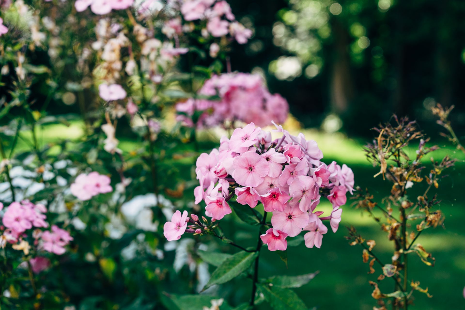 Lush pink phlox flowers blooming in a garden, surrounded by greenery on a sunny day.