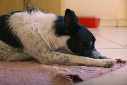 Ingyenes stockfotó cachorro branco, cachorro fénykép, cachorro fofinho témában