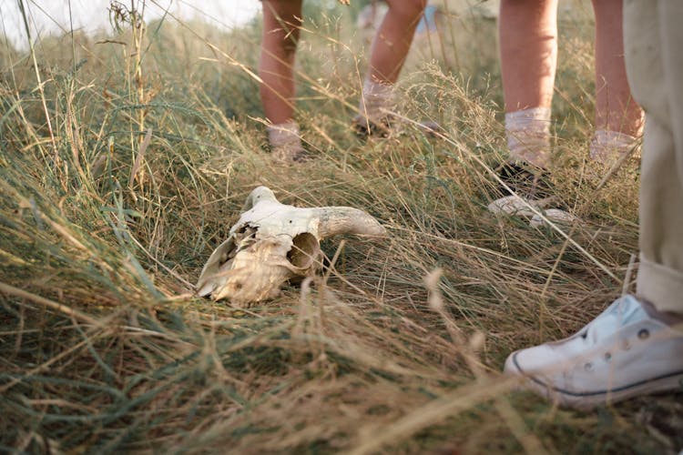 An Animal Skull On The Ground