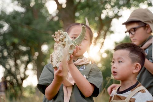 Free Children exploring nature, discovering an animal skull during a summer scout camp. Stock Photo
