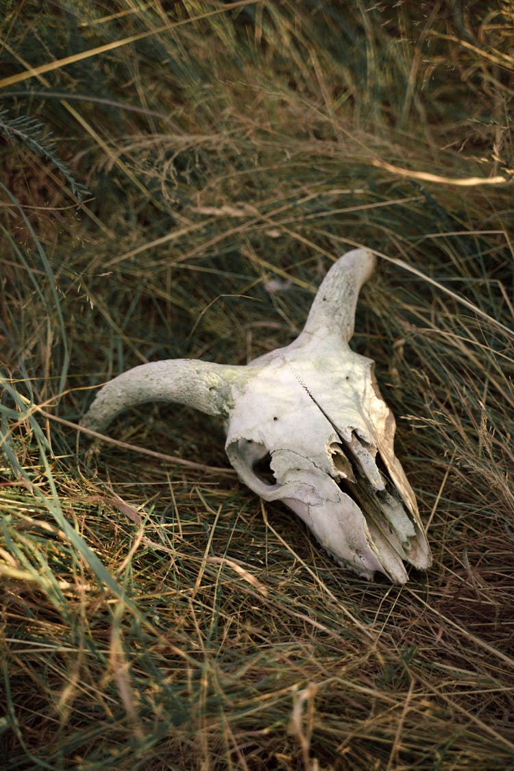 A White Animal Skull On Brown Grass