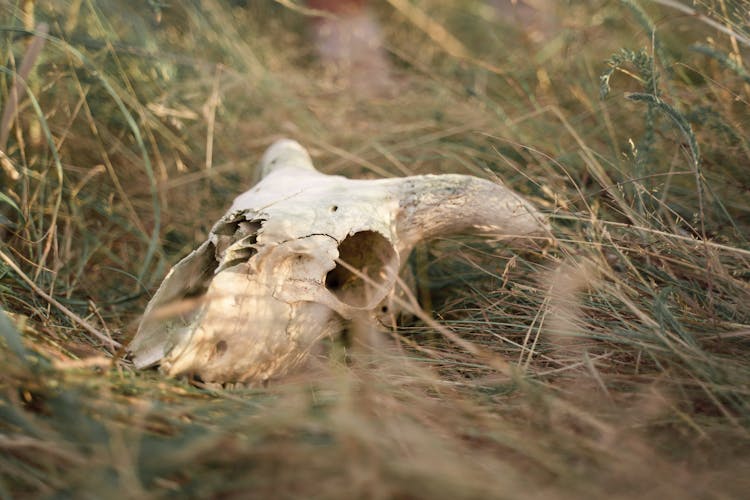 An Animal Skull On The Grass