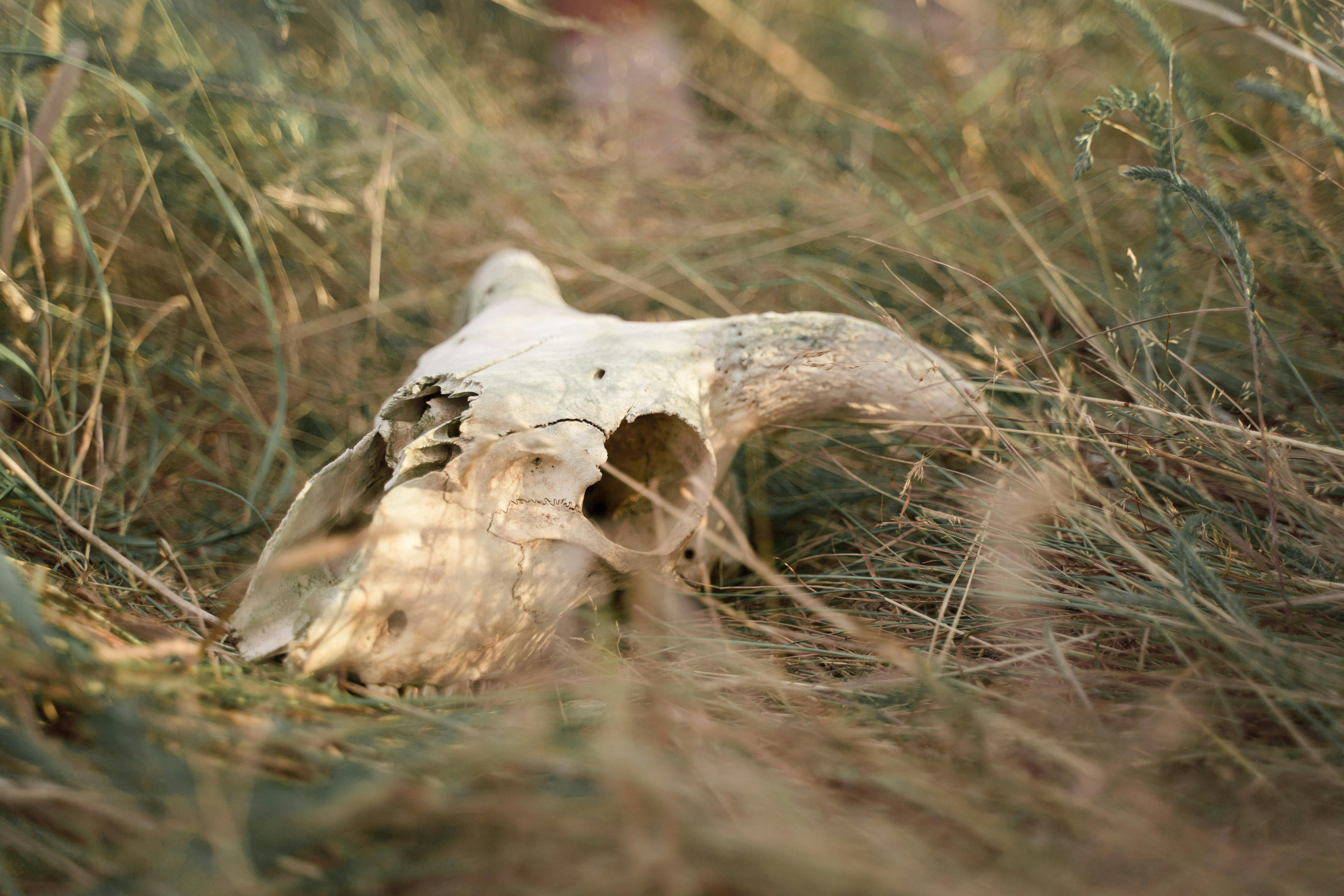 An Animal Skull on the Grass · Free Stock Photo