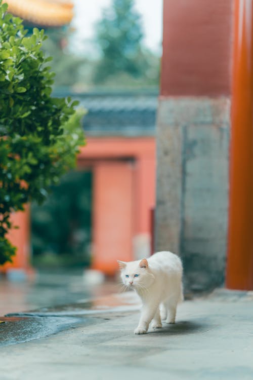 Free A Walking White Cat with Blue Eyes  Stock Photo