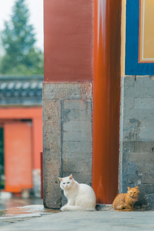 Foto stok gratis anak kucing, binatang peliharaan, cute