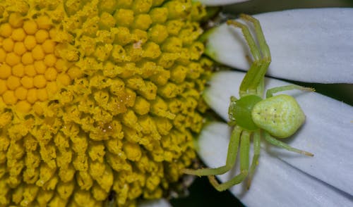 Foto d'estoc gratuïta de fotografia macro