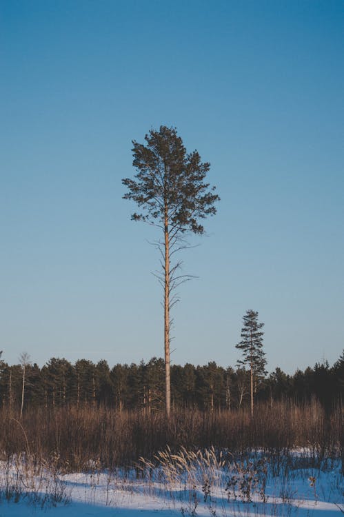 Imagine de stoc gratuită din alb, arbori, cer albastru