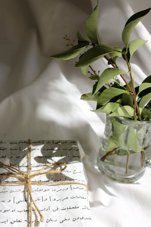 Page in Arabic and Plant in Glass