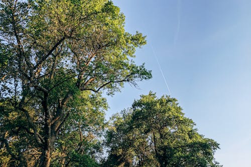 Gratis lagerfoto af blå himmel, contrails, fly