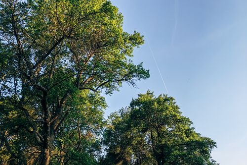 Free Blue sky with contrail over lush green trees, capturing nature's tranquility. Stock Photo