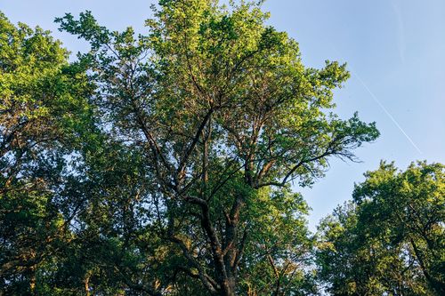 Free Vibrant green trees extend towards a serene blue sky, evoking a peaceful and natural atmosphere. Stock Photo