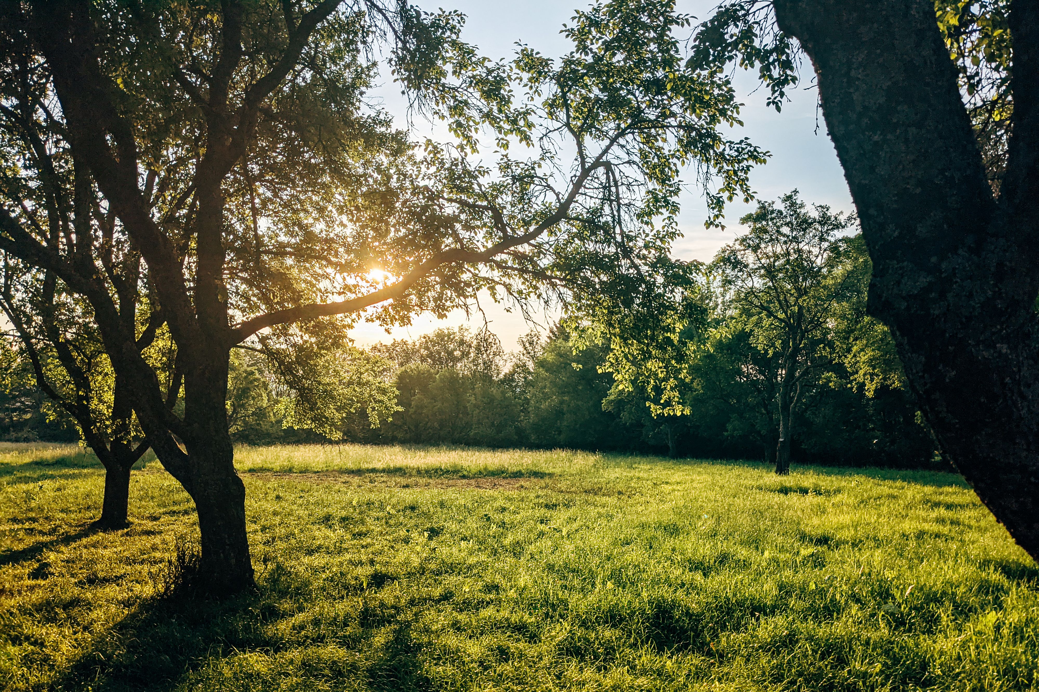 Trees on Green Grass Field During Golden Hour · Free Stock Photo