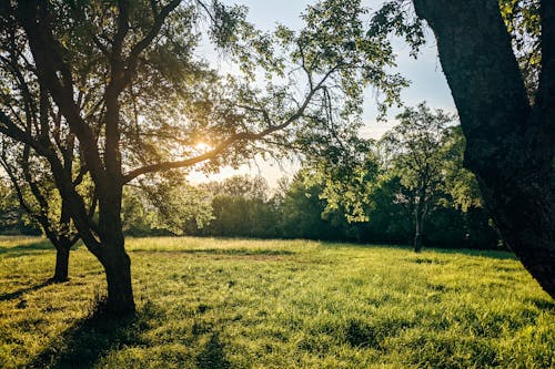 açık hava, ağaçlar, altın saat içeren Ücretsiz stok fotoğraf