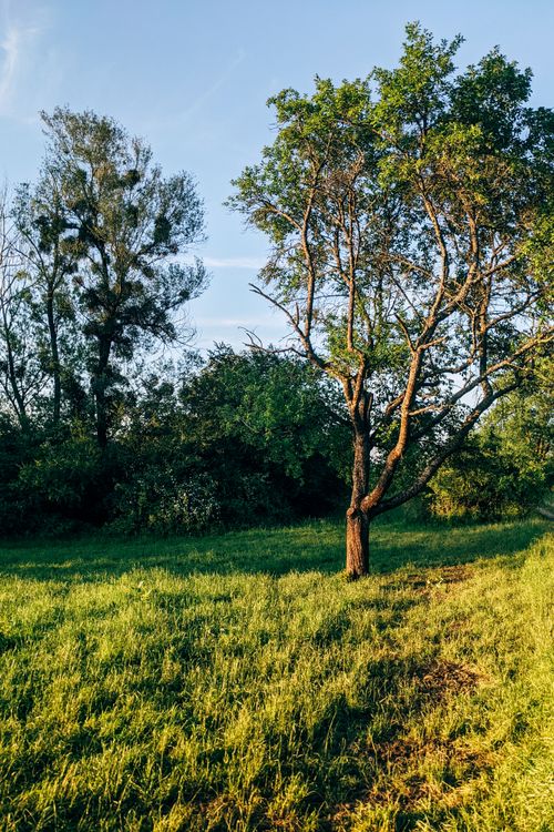 Free Peaceful countryside scene with green trees and grass under a bright blue sky. Stock Photo
