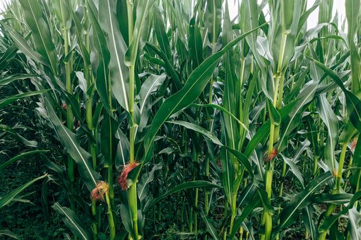 Healthy Corn Crop