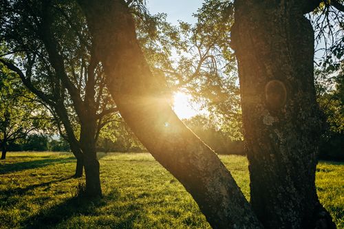 Free Sunlight filtering through lush trees in a peaceful green field. Stock Photo
