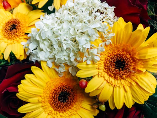 бесплатная Бесплатное стоковое фото с белые цветы, благоухающий, букет Стоковое фото