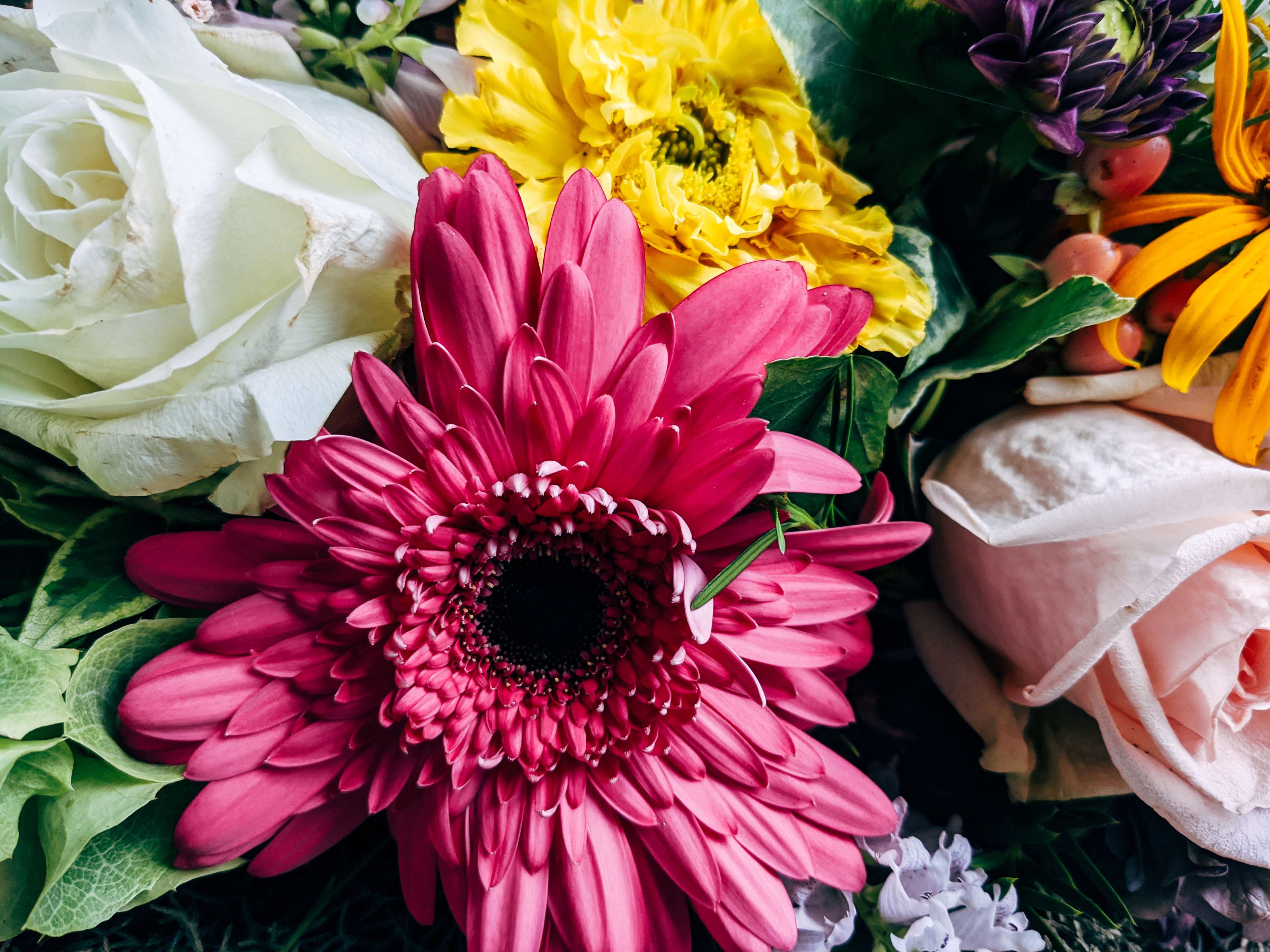 Colourful gerbera daisies