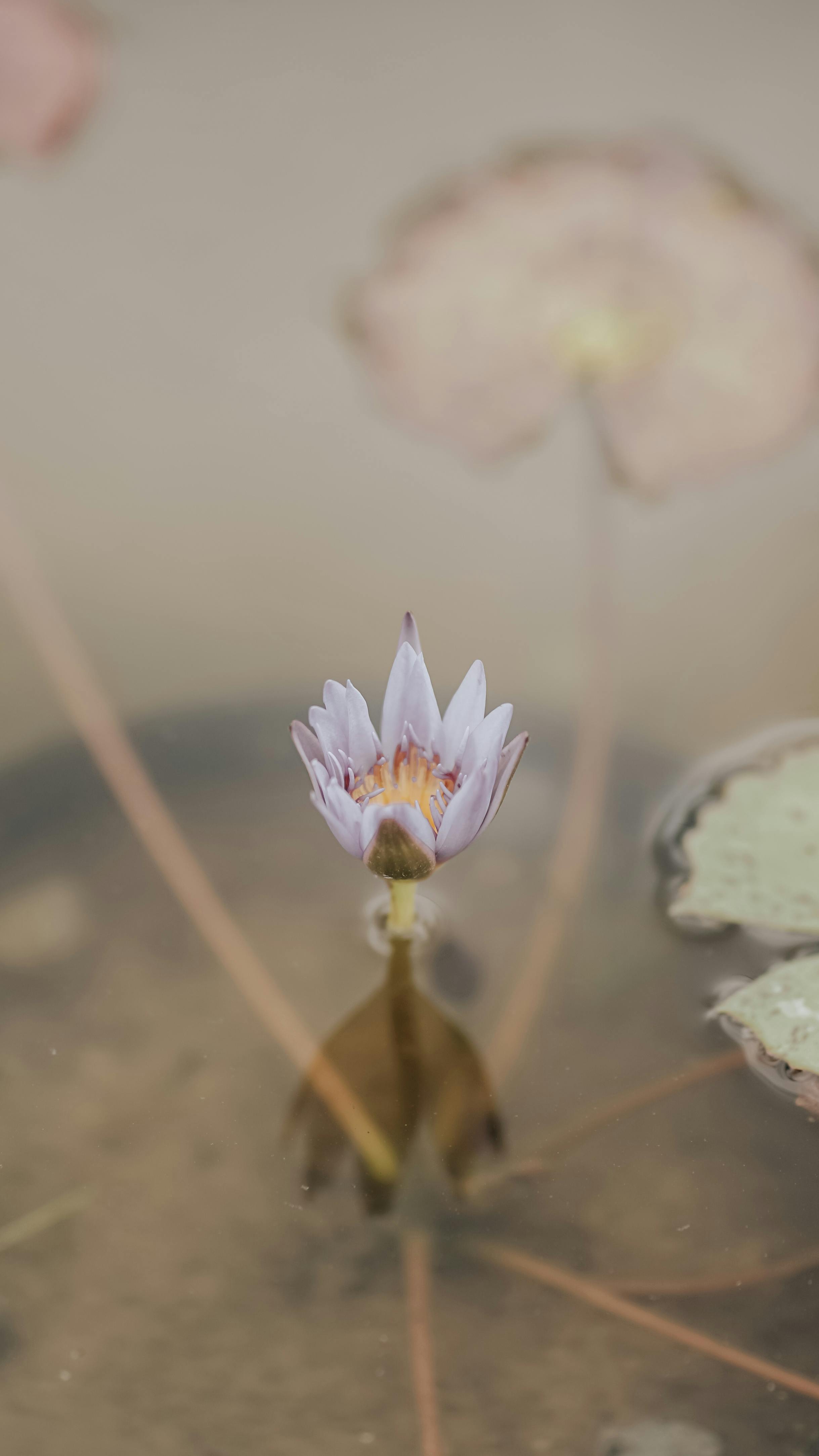 Serene water lily bloom captured in a tranquil pond setting, perfect for meditation themes.