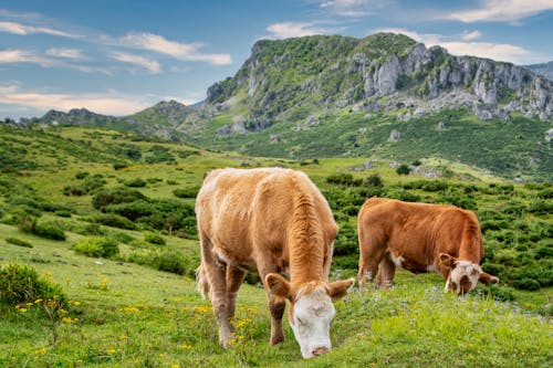 Безкоштовне стокове фото на тему «гірські гори, зелена трава, корови»