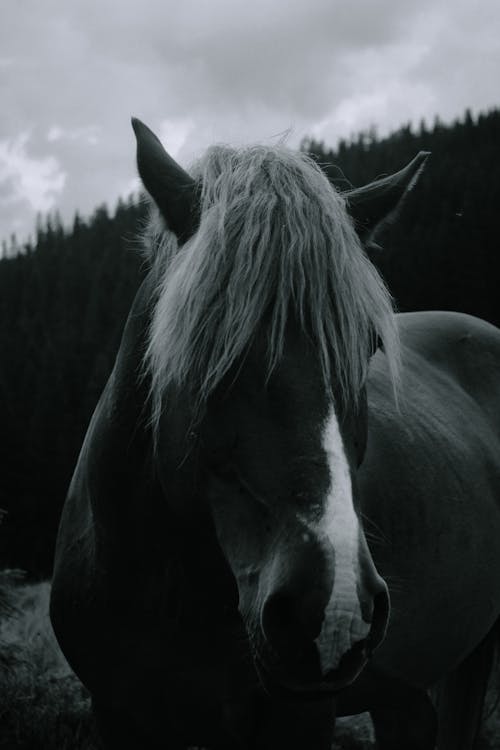 Black and White Photo of a Horse
