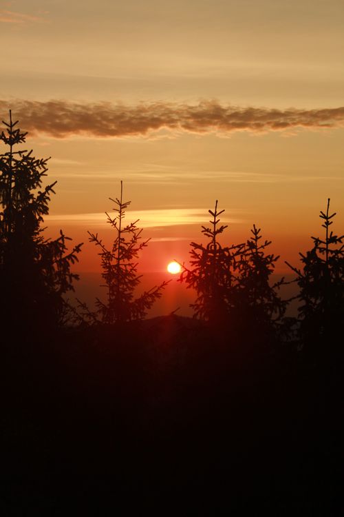 Free Captivating sunset with silhouetted pine trees against a vibrant sky. Perfect for nature and tranquility themes. Stock Photo