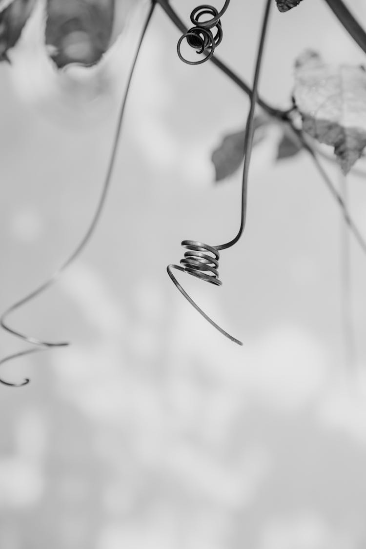 Swirling Hanging Vines