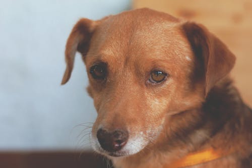 Gratuit Imagine de stoc gratuită din animal, animal de casă, câine Fotografie de stoc