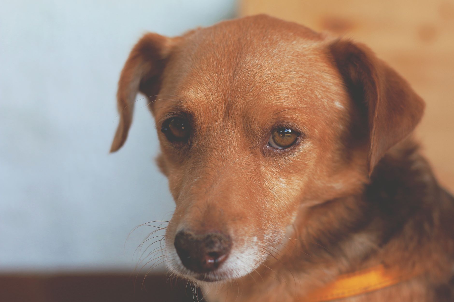 Veterinarian examining a dog during a checkup